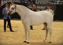 W LAMPREA , DE ALBERTO BOYA, PLATA EN YEGUAS DE 5 Y 6 A (Copiar)